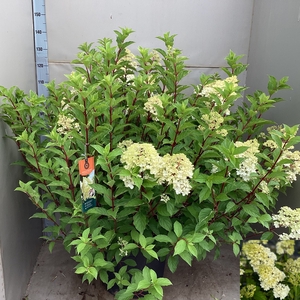 HYDR PANICULATA