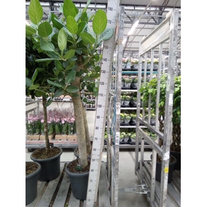 Ficus benghalensis 'Audrey'