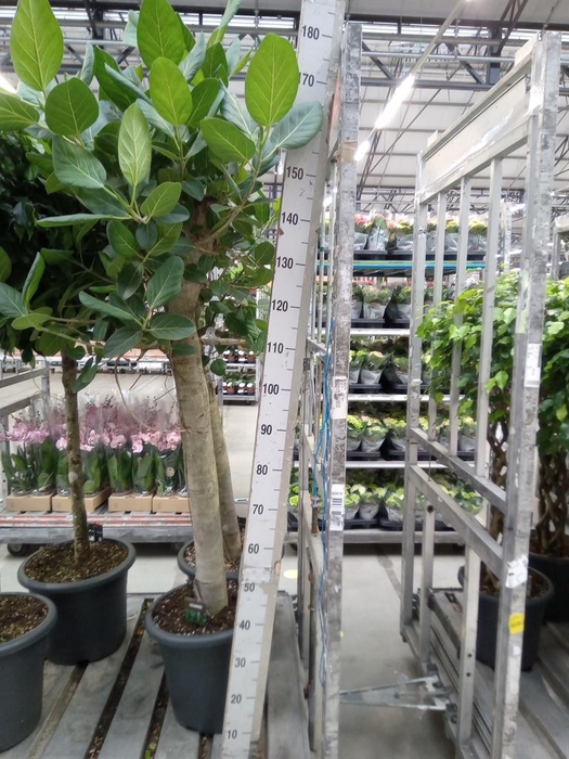 <h4>Ficus benghalensis 'Audrey'</h4>