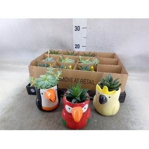 Arr.   Kamerplant Groen L%