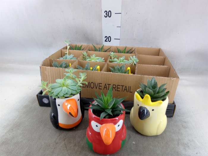 <h4>Arr.   Kamerplant Groen L%</h4>