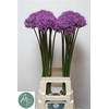 Allium Stratos