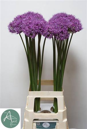 Allium Statos