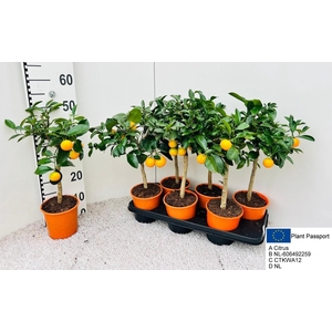 CITR MICROCARPA