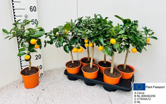 <h4>CITR MICROCARPA</h4>