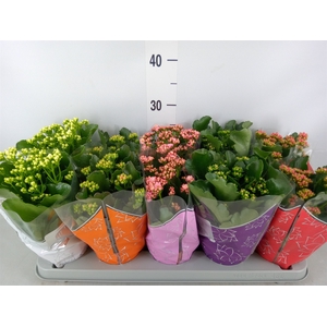 Kalanchoe blos. 'Perfecta'  ..mix 5