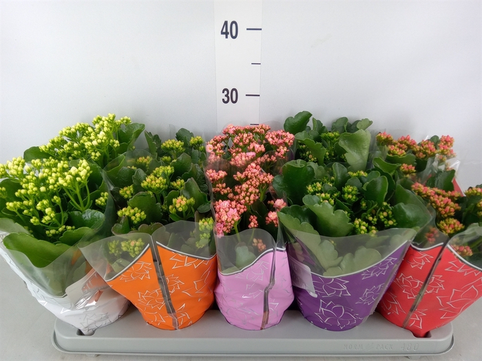 <h4>Kalanchoe blos. 'Perfecta'  ..mix 5</h4>