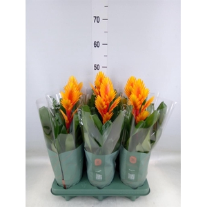 Vriesea  'Intenso Orange'