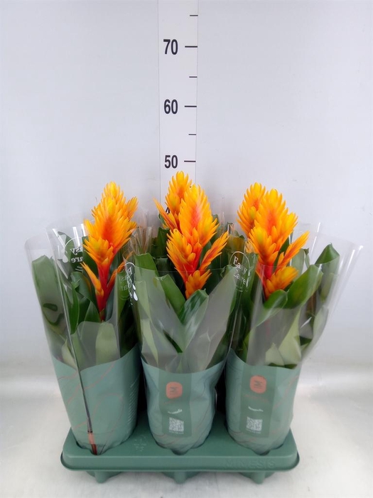 <h4>Vriesea  'Intenso Orange'</h4>