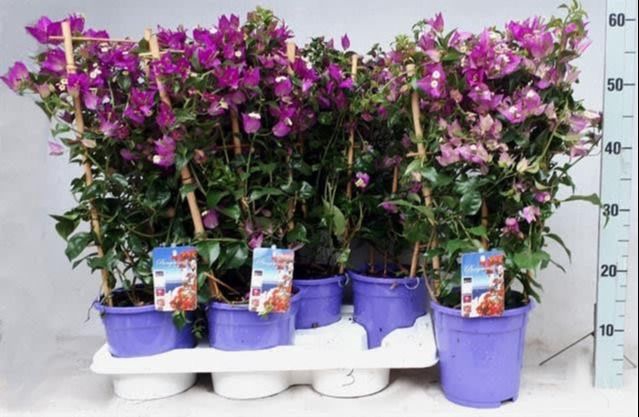 <h4>BOUGAINV ALEXANDRA</h4>