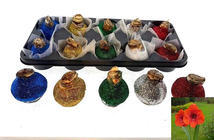 <h4>BLOEMBOL HIPPEASTRUM</h4>