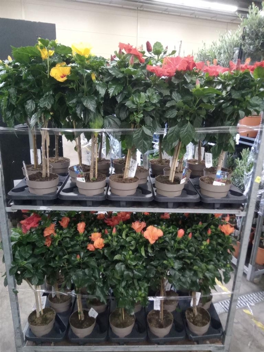 <h4>Hibiscus   ...</h4>