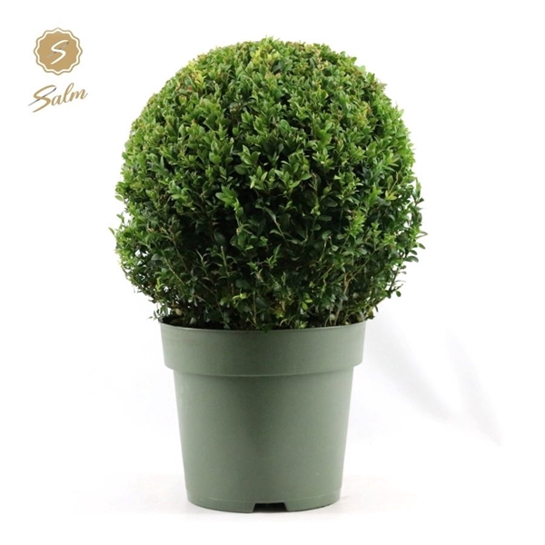 Buxus semp. Ball Ø35cm P27