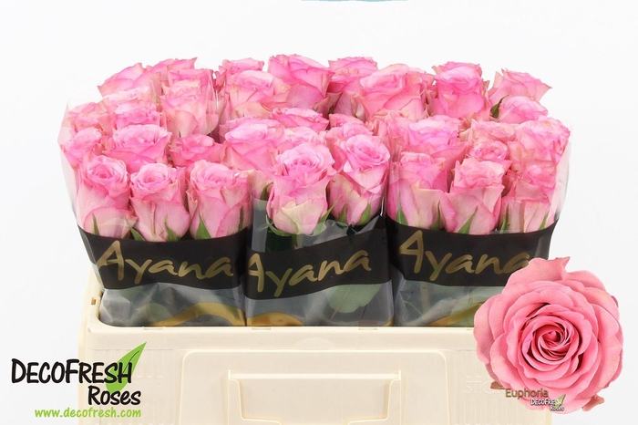 <h4>ROSA GR 'EUPHORIA'</h4>