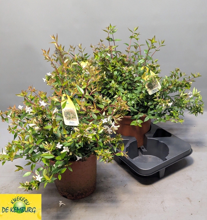 <h4>ABEL GRANDIFLORA</h4>