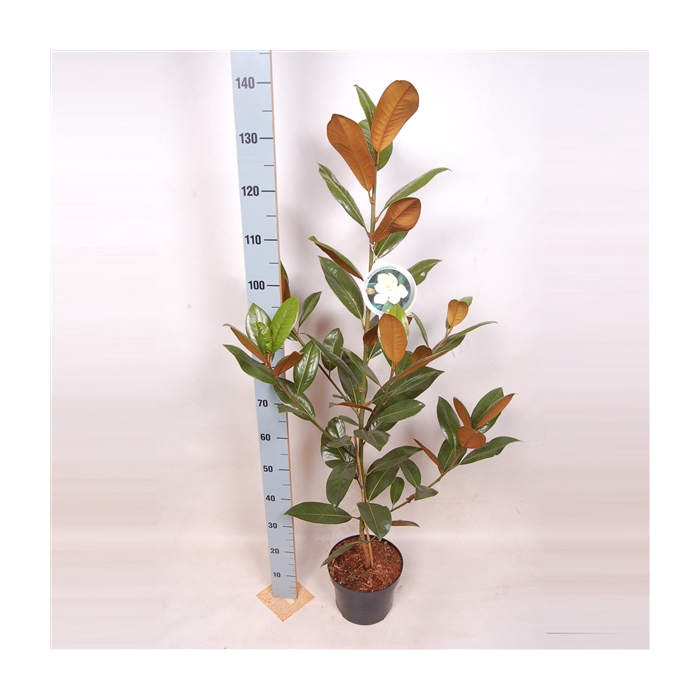 <h4>Magnolia Grandiflora 100-125 C5</h4>