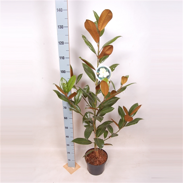 Magnolia Grandiflora 100-125 C5