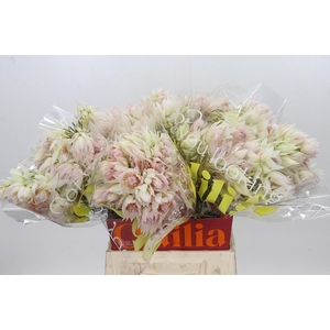 Blushing Bride 6/9 Flowers