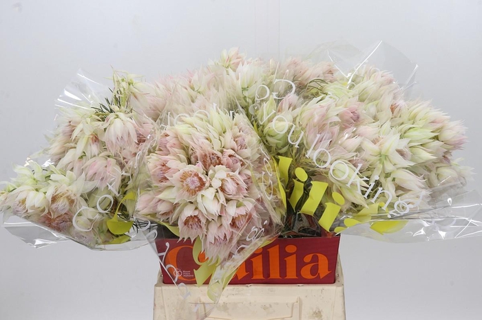 <h4>Blushing Bride 6/9 Flowers</h4>