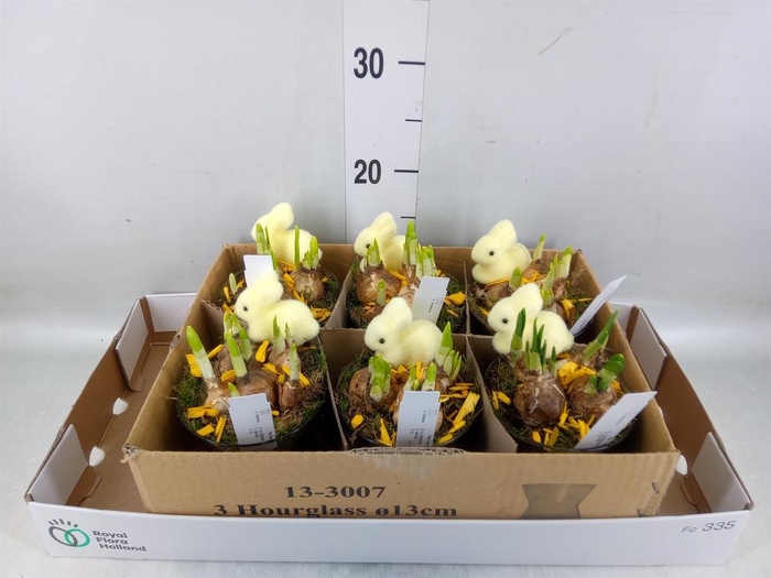 <h4>Arr. Narcissus</h4>