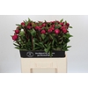 Paeonia Red Sarah Bernhardt