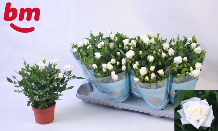 <h4>RO INDIAN JEWEL</h4>