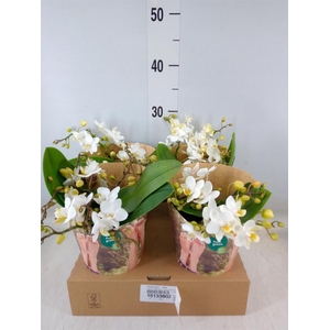 Phalaenopsis   ...white