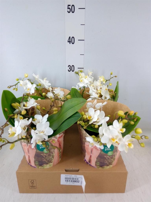 <h4>Phalaenopsis   ...white</h4>