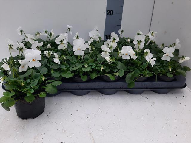 <h4>VIO CO D TRUE WHITE</h4>