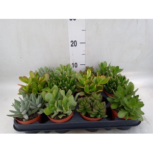 Crassula   ...mix