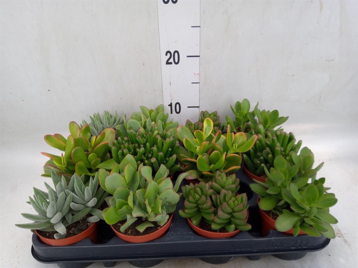 <h4>Crassula   ...mix</h4>