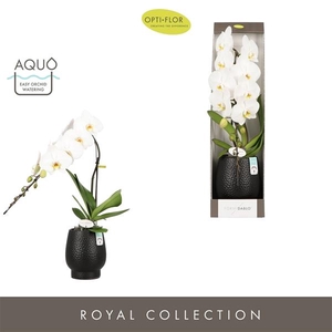 Formidablo Niagara Falls in Abruzzo Black Aquo Showdoos