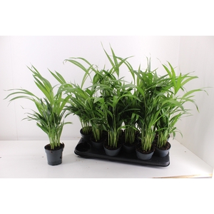 DYPSIS LUTESCENS