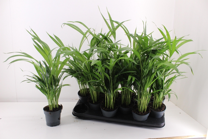 <h4>DYPSIS LUTESCENS</h4>
