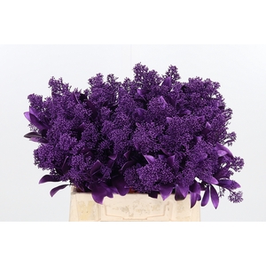 Skimmia Kl Bh Metallic Violet