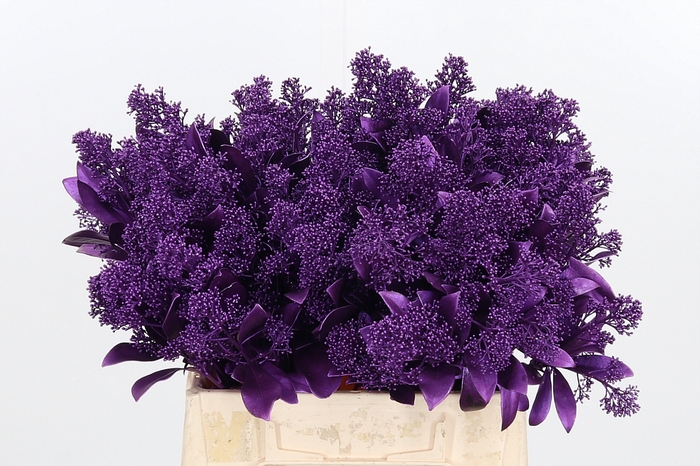 <h4>Skimmia Kl Bh Metallic Violet</h4>