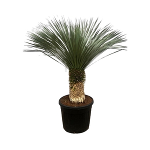 Yucca Rostrata - 200cm