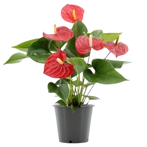 Anthurium Everio in transparant sleeve