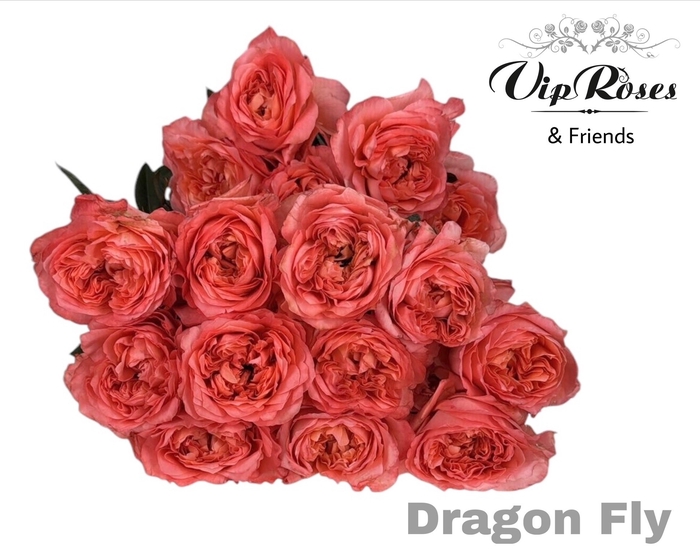 <h4>R Gr Dragonfly</h4>