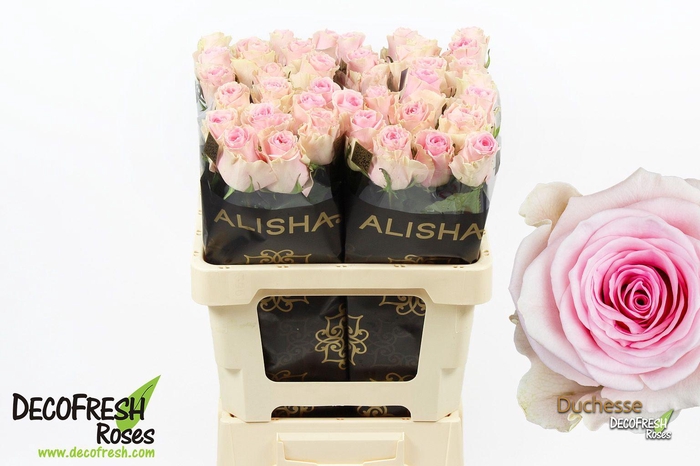 <h4>R Gr Duchesse</h4>