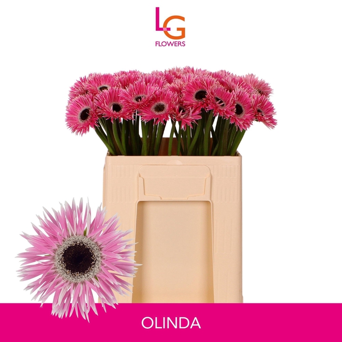 <h4>GE MS PUNKI OLINDA</h4>