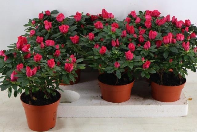 <h4>RHODO SI TAMIRA</h4>