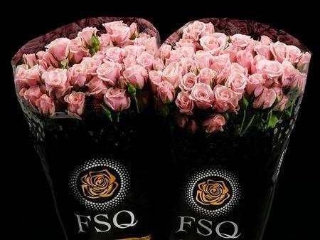 <h4>Spray Pink Majolika</h4>