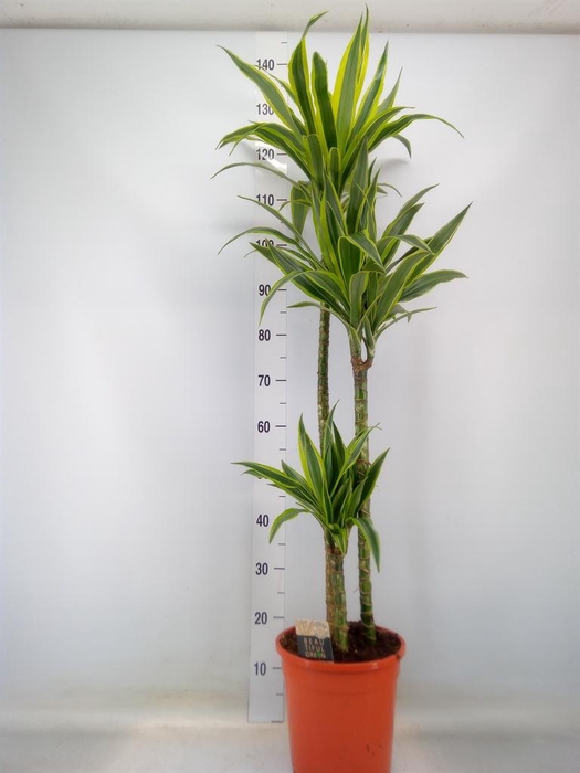 <h4>Dracaena fr de 'LemonLime'</h4>