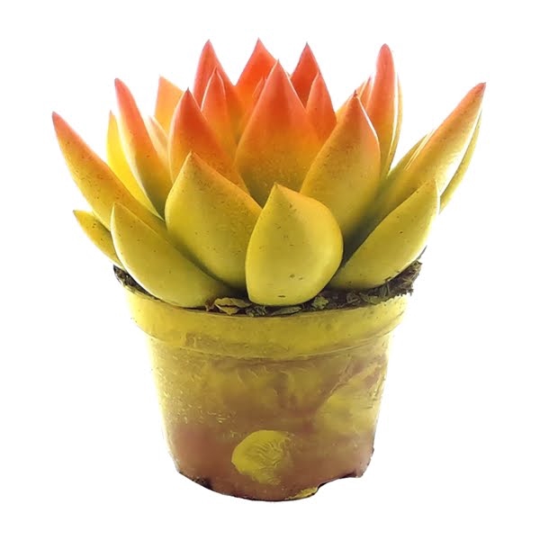 <h4>Echeveria bicoloured yellow/orange</h4>