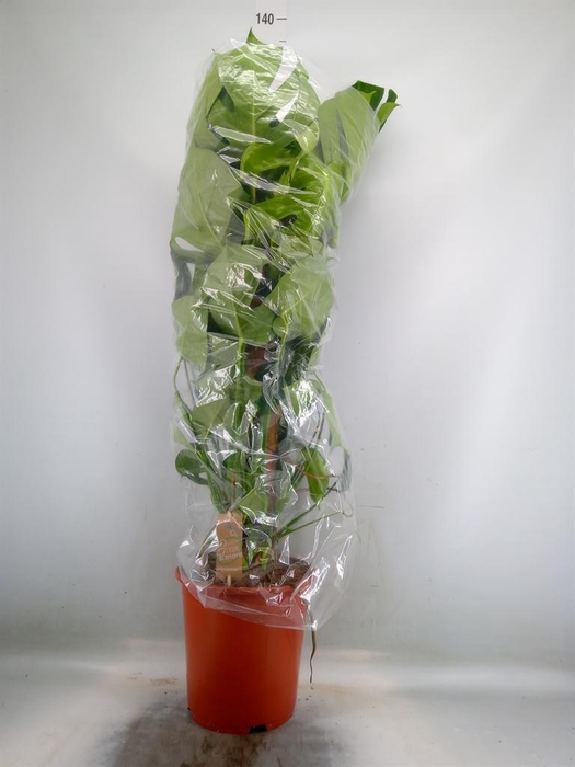 <h4>Monstera delic.</h4>
