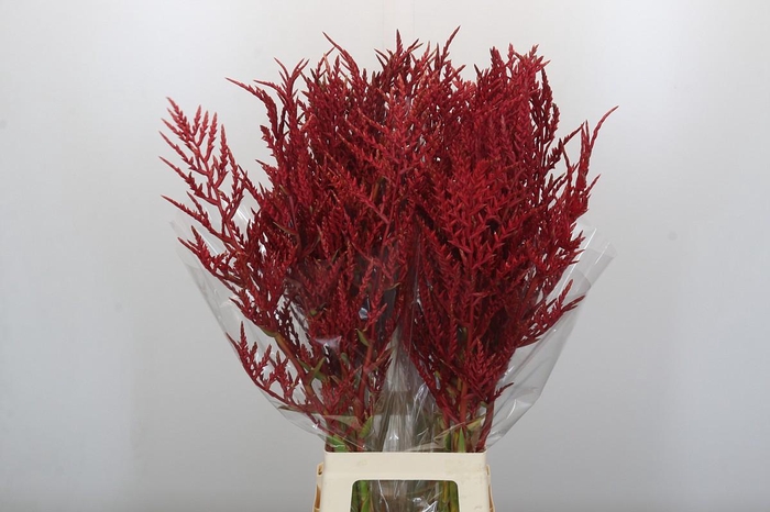 <h4>Bromelia Red Paloma</h4>