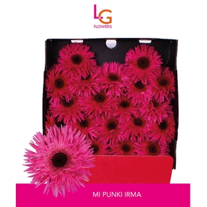 Germini Spider Punki Irma Diamond