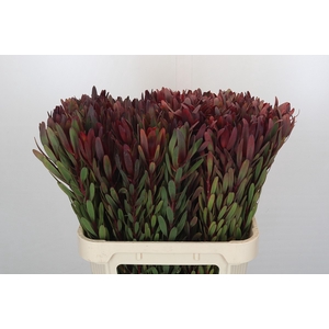 Leucadendron Saf Sunset Dark Red