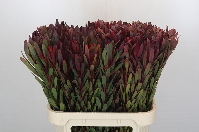 <h4>Leucadendron Saf Sunset Dark Red</h4>